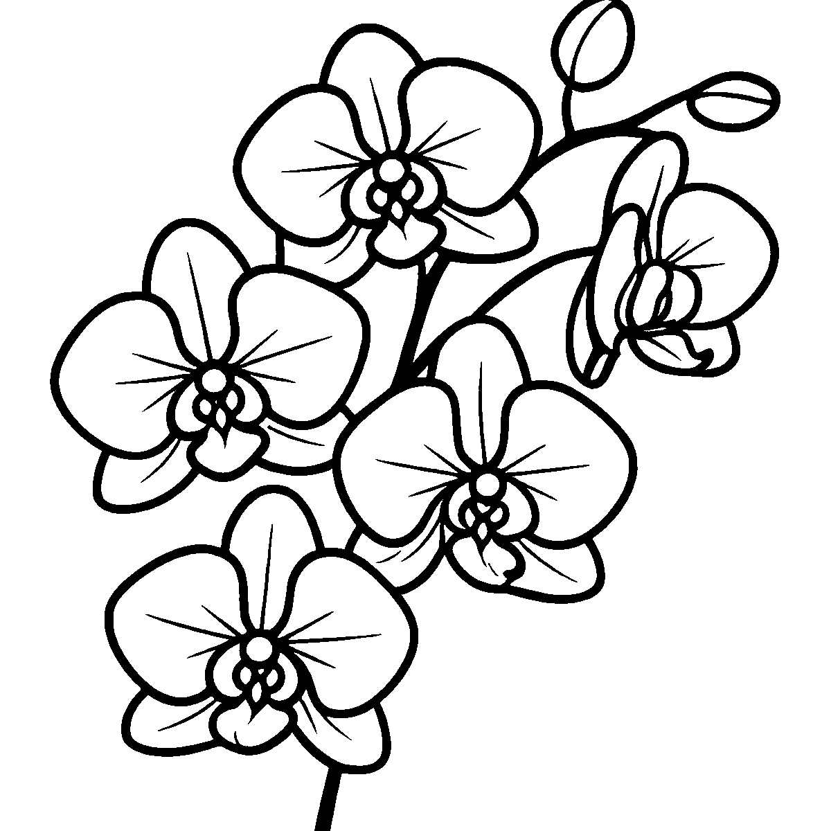 Elegant Orchid Illustration SVG free download for Cricut, Silhouette and design projects